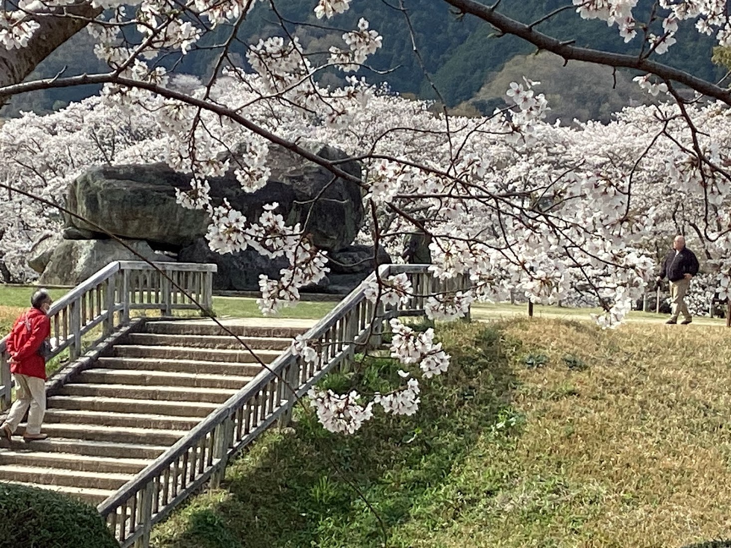 石舞台　春桜-4